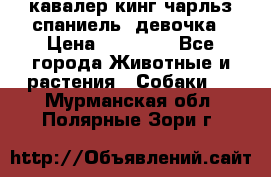  кавалер кинг чарльз спаниель -девочка › Цена ­ 45 000 - Все города Животные и растения » Собаки   . Мурманская обл.,Полярные Зори г.